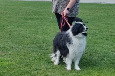 Flex op cursus 🐶